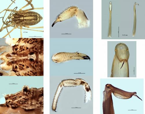 Réf. 268 759 : Odiellus seoanei